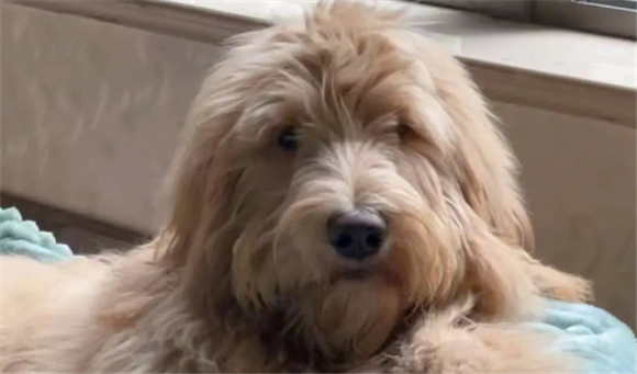 金贵犬能长多大 金贵犬能长多大