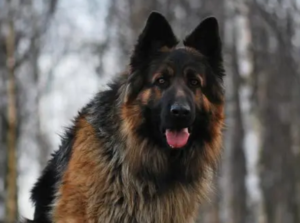 世界三大顶级护卫犬的优缺点 世界三大顶级护卫犬的优缺点