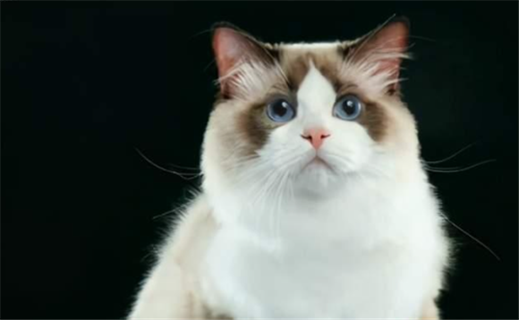 什么颜色的猫长大好看 什么颜色的猫长大好看