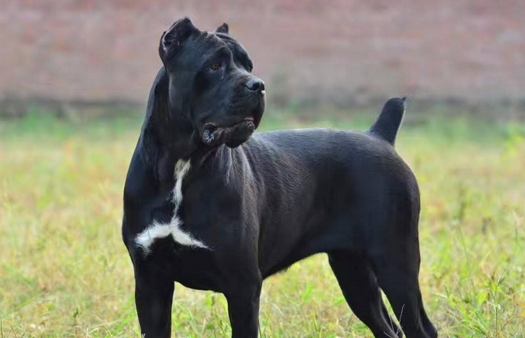卡斯罗犬正宗图片大全