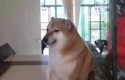 柴犬cheems表情包