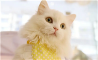 仙女喵是什么猫