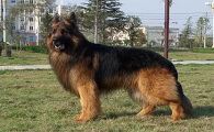 幼犬长毛黑背犬多少钱