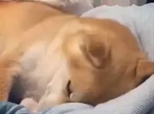 小主人失眠,抱着柴犬当抱枕,结果狗狗用手捂着脸,柴犬:流氓! 小主人失眠,抱着柴犬当抱枕,结果狗狗用手捂着脸,柴犬:流氓!