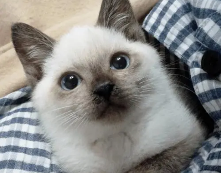 逻辑猫聪明吗 逻辑猫聪明吗