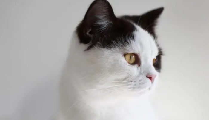 猫和女人的共同点 猫和女人的共同点