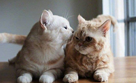 猫兄妹不小心生了小猫怎么力