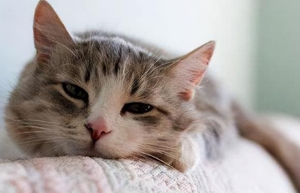 对猫咪很好的女生 对猫咪很好的女生
