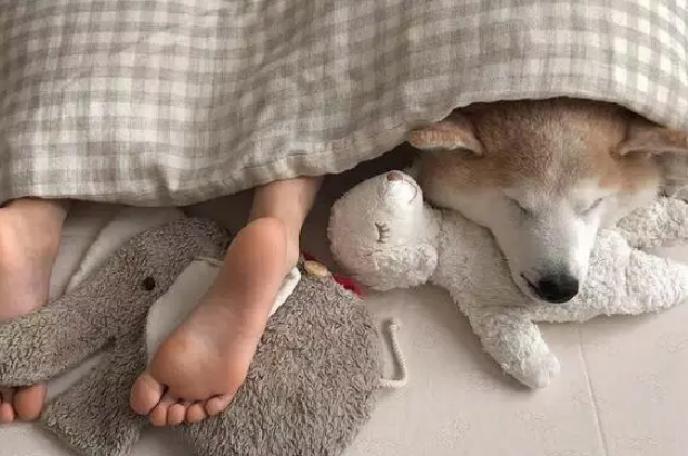 柴犬陪着小主人在家看动画片,主人特意的拍下了这一幕,暖哭了! 柴犬陪着小主人在家看动画片,主人特意的拍下了这一幕,暖哭了!