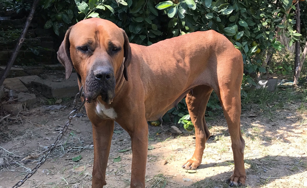 土佐犬怕热吗