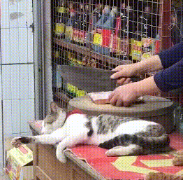主人咣咣剁肉,猫咪躺在案板边睡觉,颤抖的身体却暴露了内心 主人咣咣剁肉,猫咪躺在案板边睡觉,颤抖的身体却暴露了内心