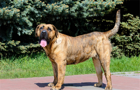 西班牙黎犬厉害吗 西班牙黎犬厉害吗