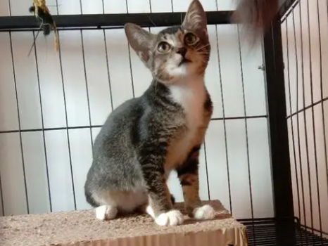 雀猫抓老鼠厉害吗