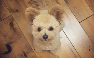 米克斯犬是什么犬