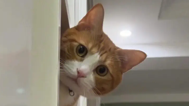 猫很担心你 猫很担心你