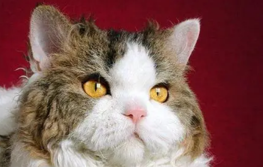 塞凯猫怎么看 塞凯猫怎么看