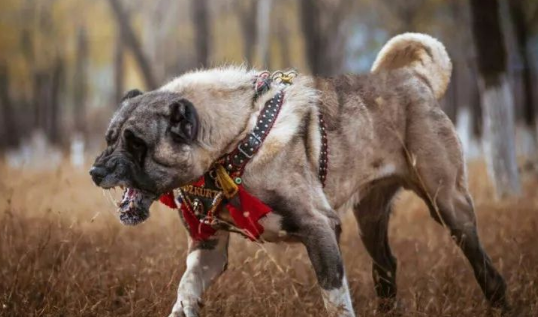 坎高犬是最厉害的狗吗 坎高犬是最厉害的狗吗