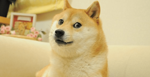 53个带财运的狗狗名字