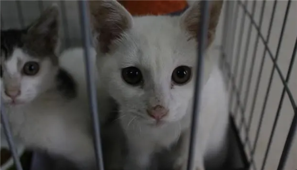 为什么说三个月不到是后院猫 为什么说三个月不到是后院猫