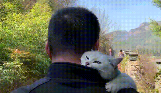 男主抱着猫咪去踏青,看猫咪那挑衅的眼神,女主恨得牙痒痒 男主抱着猫咪去踏青,看猫咪那挑衅的眼神,女主恨得牙痒痒