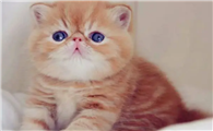 哈基米为什么是猫