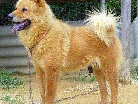 太行犬多少钱一只纯种的幼犬 太行犬多少钱一只纯种的幼犬
