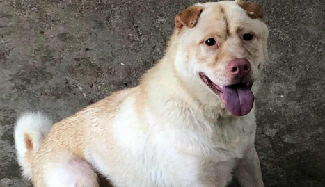 白色五红犬大狗耳朵图片