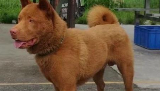 东五红犬多少钱一只