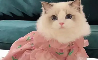 仙女猫是什么品种