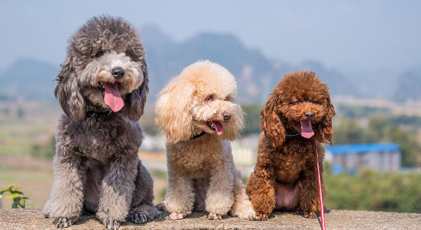 狮子犬和泰迪杂交