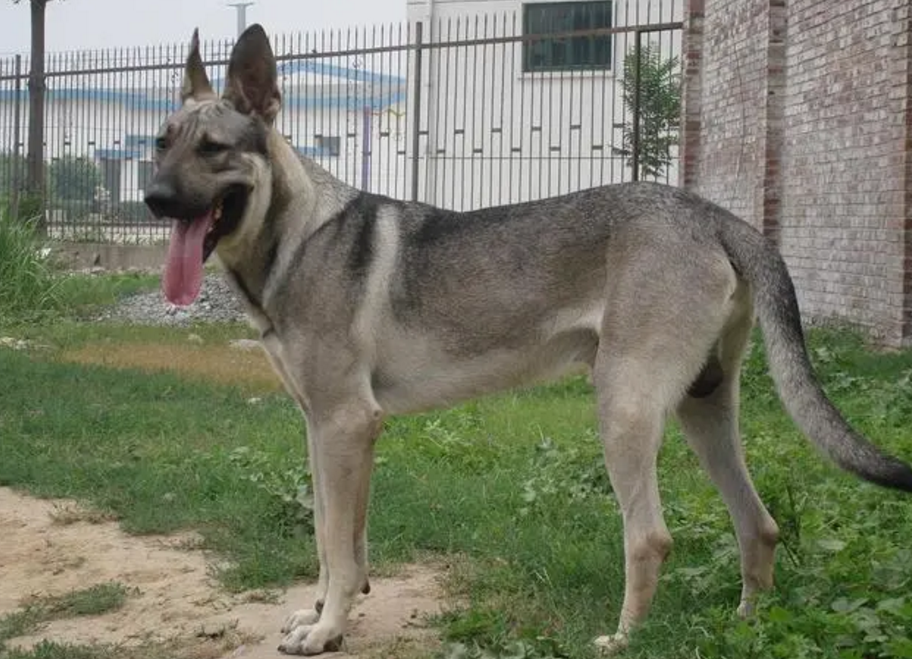 狼青犬是日本鬼子的狗吗