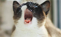 猫一直叫我快崩溃不想养了