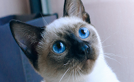 什么罗猫的品种
