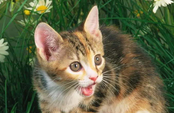 悬赏猫能提现到微信吗?