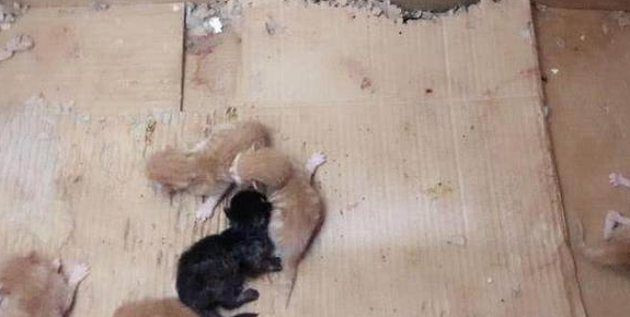 橘猫意外怀孕,生下了8只小崽子,主人看到其中一只愣住了…… 橘猫意外怀孕,生下了8只小崽子,主人看到其中一只愣住了……