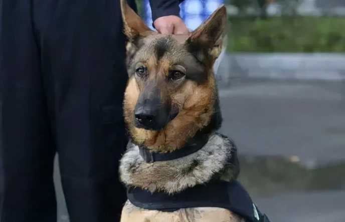 中国最厉害的警犬是谁