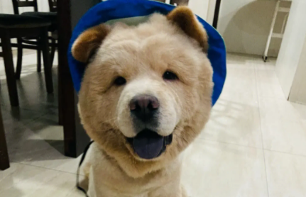 松狮犬的饲养方法