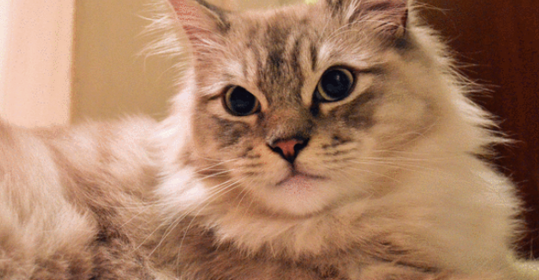 褴褛猫多少钱一只 褴褛猫多少钱一只