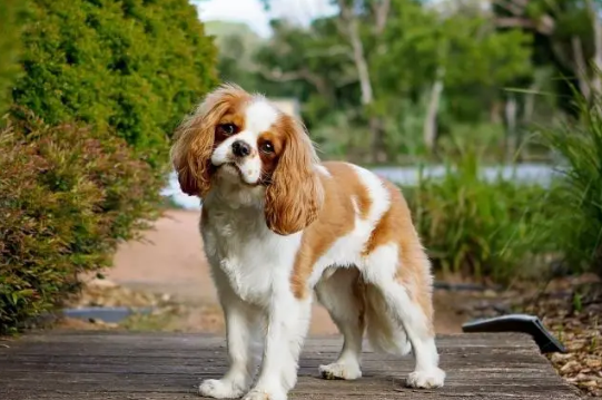 查理士王小猎犬好养吗？他们很依赖主人
