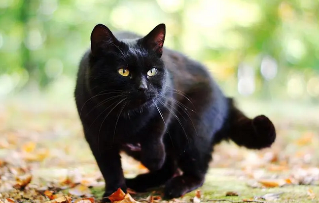 黑猫在猫界的地位高吗 黑猫在猫界的地位高吗