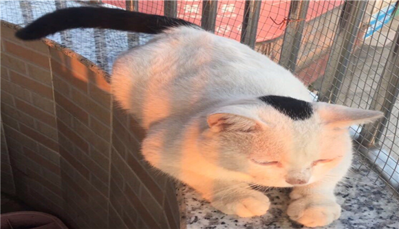 挂印拖枪印星猫 值钱