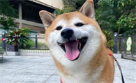 cheems狗还活着吗
