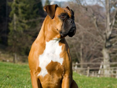 土佐犬是哪里的狗种