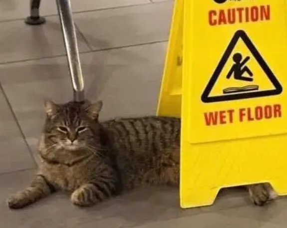 猫咪每日去医院报到，医护人员帮它找主人，铲屎官：它是有主人的