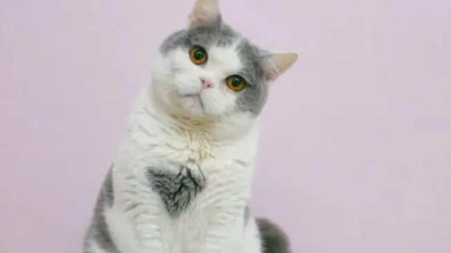 惊讶猫是蓝白吗