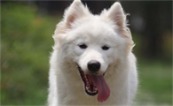 日本尖嘴犬吃什么东西