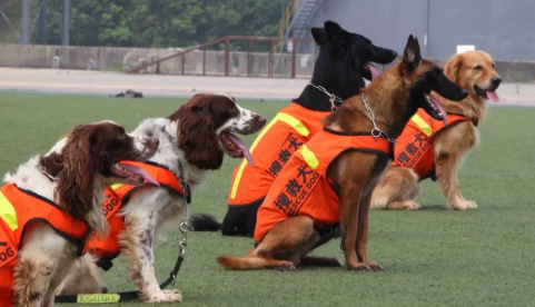 搜救犬找人服务