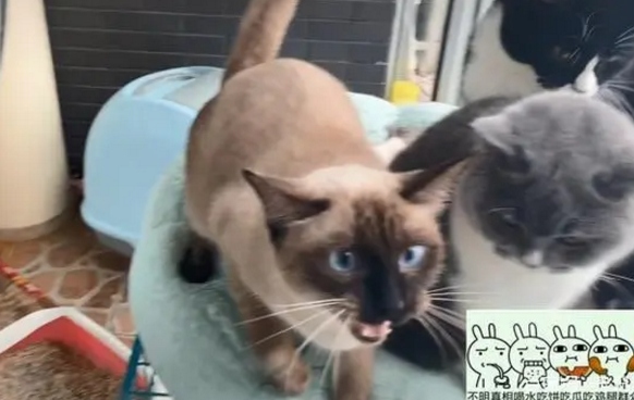 我的猫趁我不在,偷偷打开了水龙头,回到家我懵了:这是水帘洞?