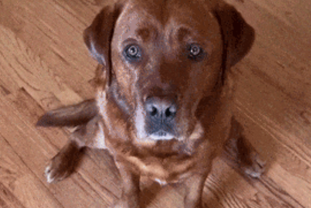 警犬被学校开除,知道原因后…网友都笑疯了哈哈哈哈! 警犬被学校开除,知道原因后…网友都笑疯了哈哈哈哈!