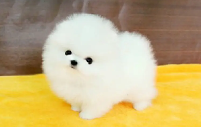 博美茶杯犬能长多大 博美茶杯犬能长多大